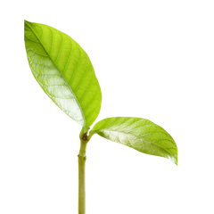Proven Growth